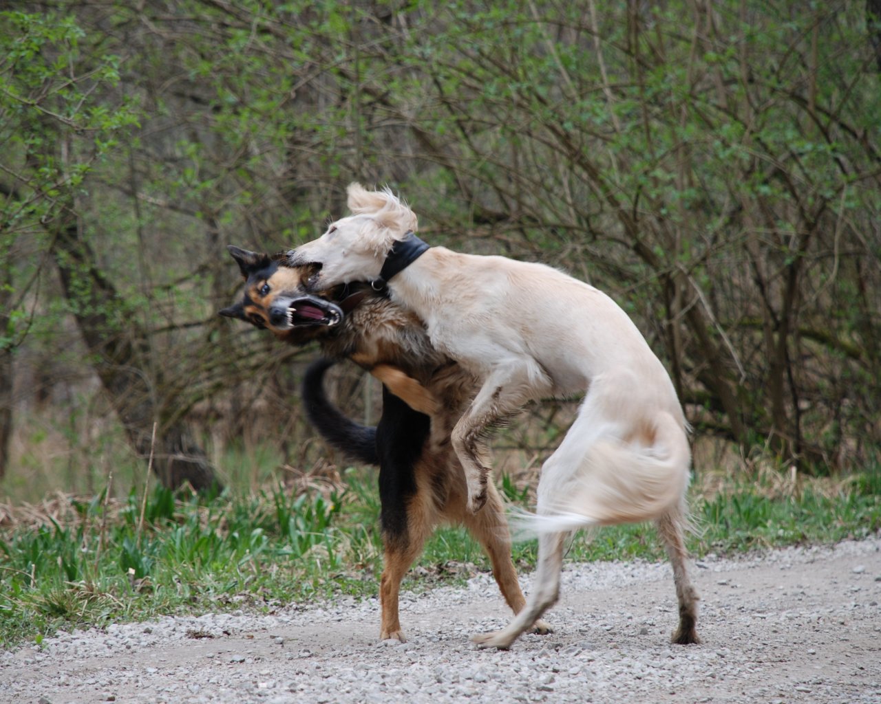 man-of-war-dogs-fighting.jpg